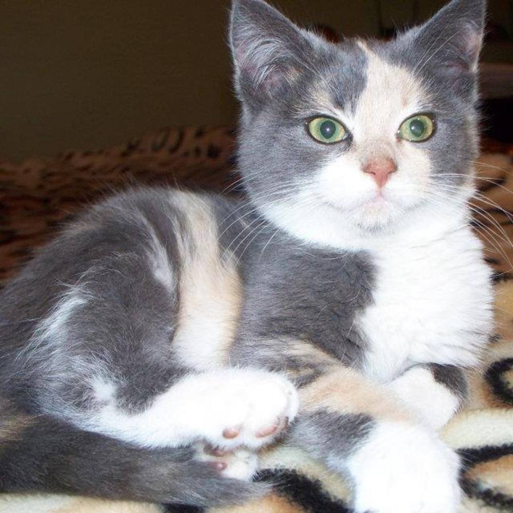 Meet your Posher, Toni